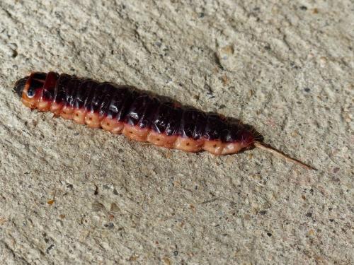 Réf. 180 848 : Cossus cossus